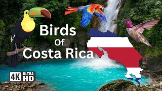 Exploring the Exotic Birds of Costa Rica | A Visual Feast of Avian Wonders