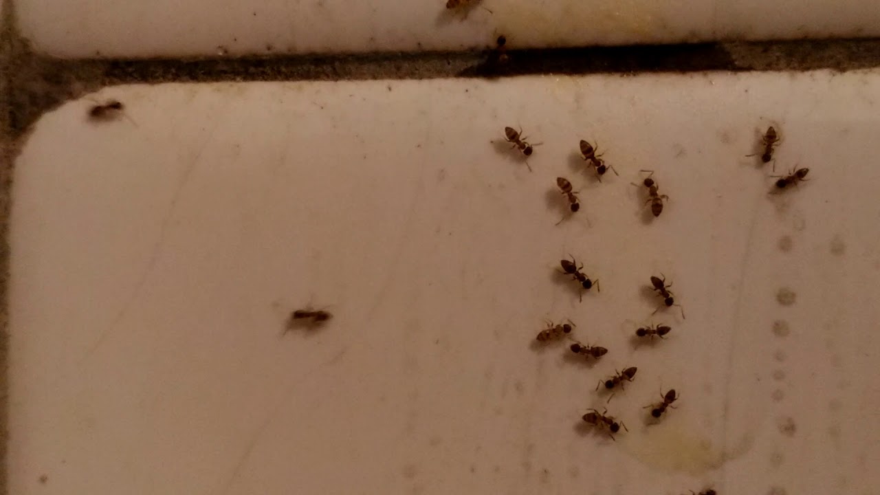 黑頭慌蟻生態 Youtube