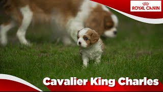 Cavalier King Charles ( Chiot)