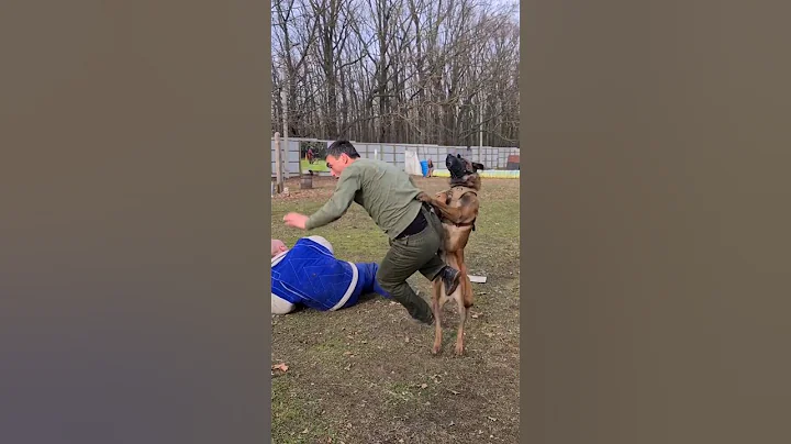 STOP!‼️ Malinois Hard attack. #STRAZHODESSA Dog training   Odessa 2024.