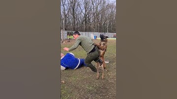 STOP!‼️ Malinois Hard attack. #STRAZHODESSA Dog training   Odessa 2024.