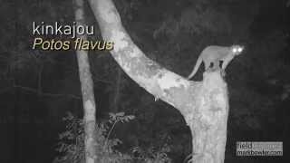 Amazon camera trap field guide - kinkajou vs olingo