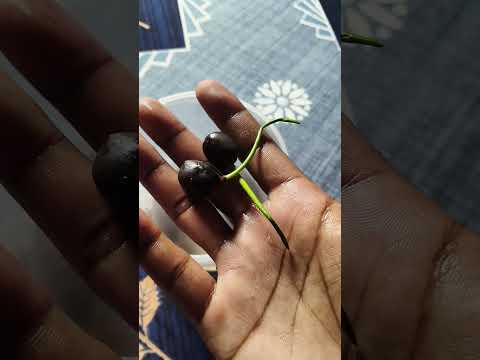 Lotus seed,day 3