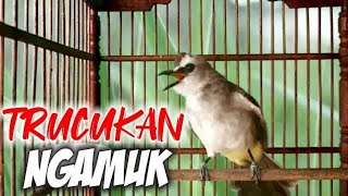 Suara trucukan NGAMUK Emosi NGEKEK Panjang COCOK Untuk Trucuk LEMAS Malas Bunyi