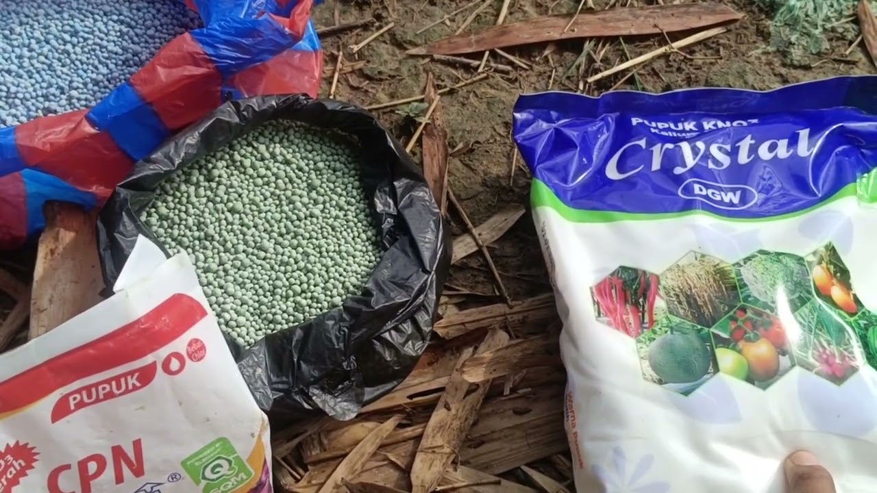 Pemupukan menjelang masa penyerbukan usia 26 hst