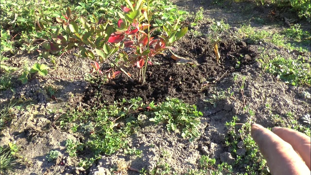 когда сажают ленинградская область. высаживание деревьев и кустарников. когда сажают ленинградская область. ленинградское областное лесное хозяйство. лесовосстановление канада.