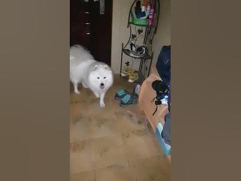Шаболда#самоед #самоедскаялайка #самоеды #пушистики #Самоед Югра - YouTube