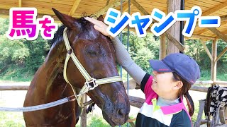 【解説】馬をシャンプー！マロちゃんを洗いながらシャンプーのコツを紹介するよ！