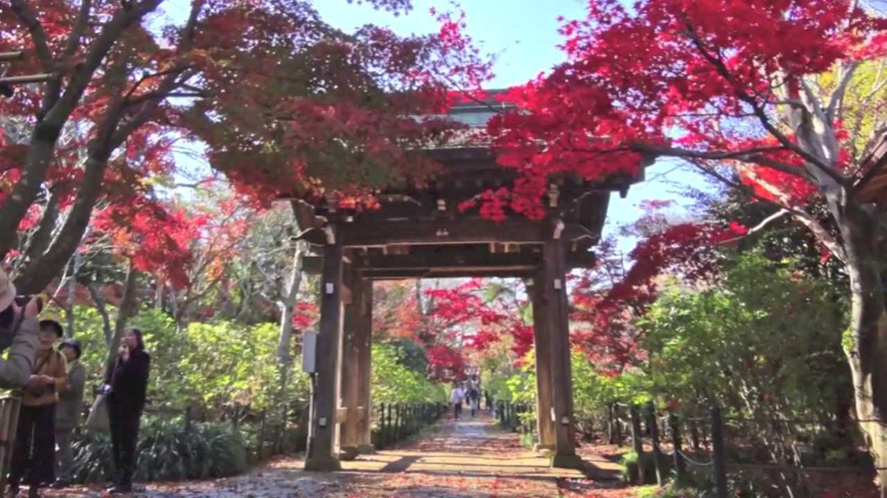 松戸市 本土寺の紅葉 Youtube
