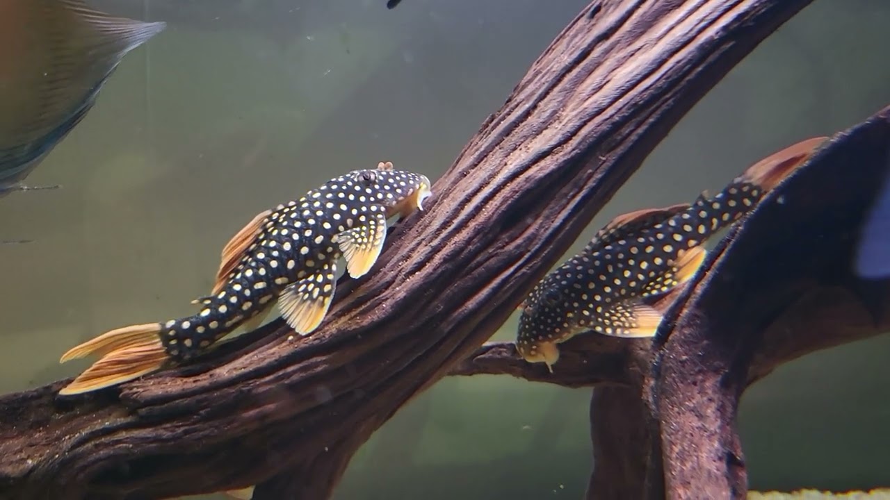 L014 sunshine pleco