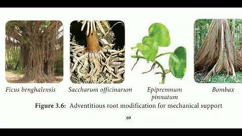 11 std Bio Botany chapter- 3 Vegetative morphology (Adventitious root Modification)