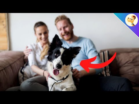 Video: 5 grunner til å ta hunden din på en dato