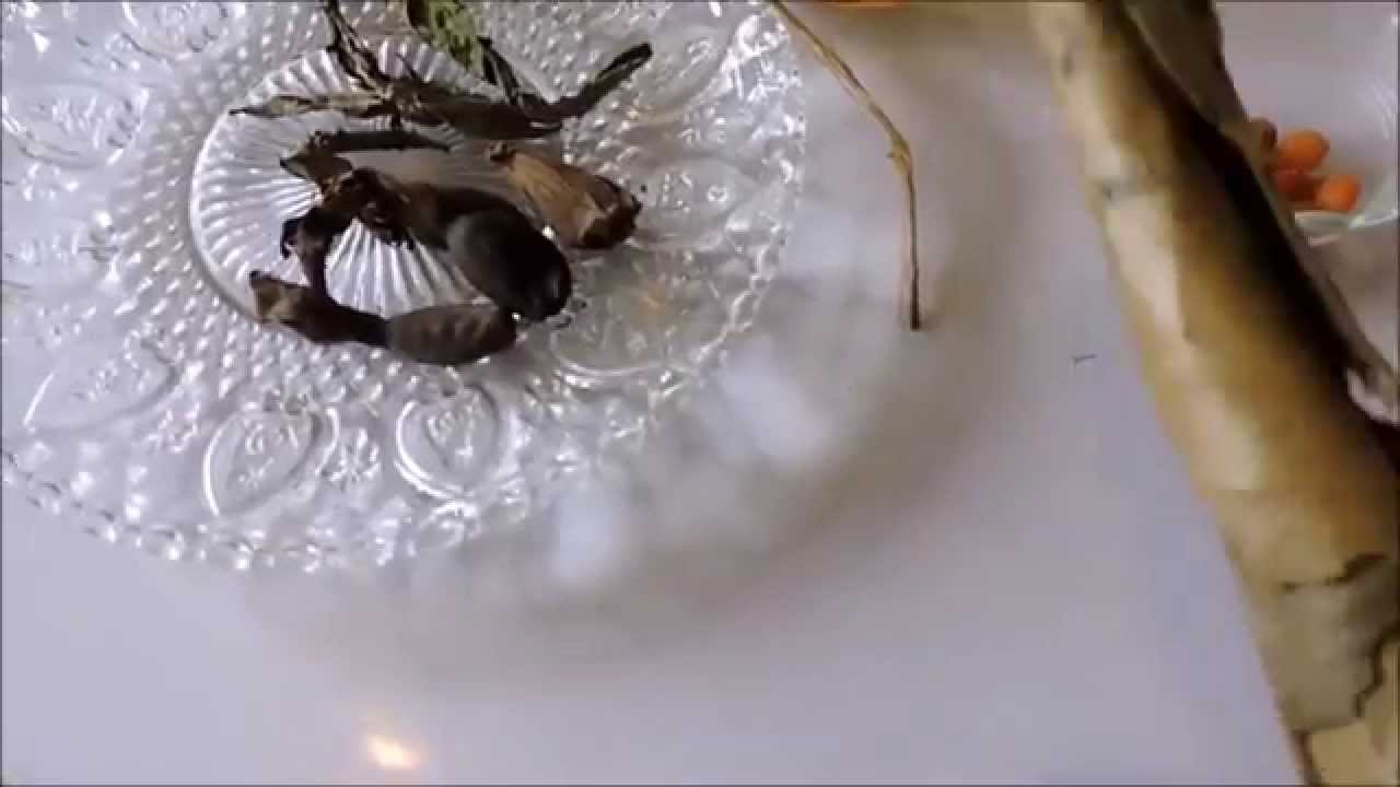 Mbongo'o de pattes de porc