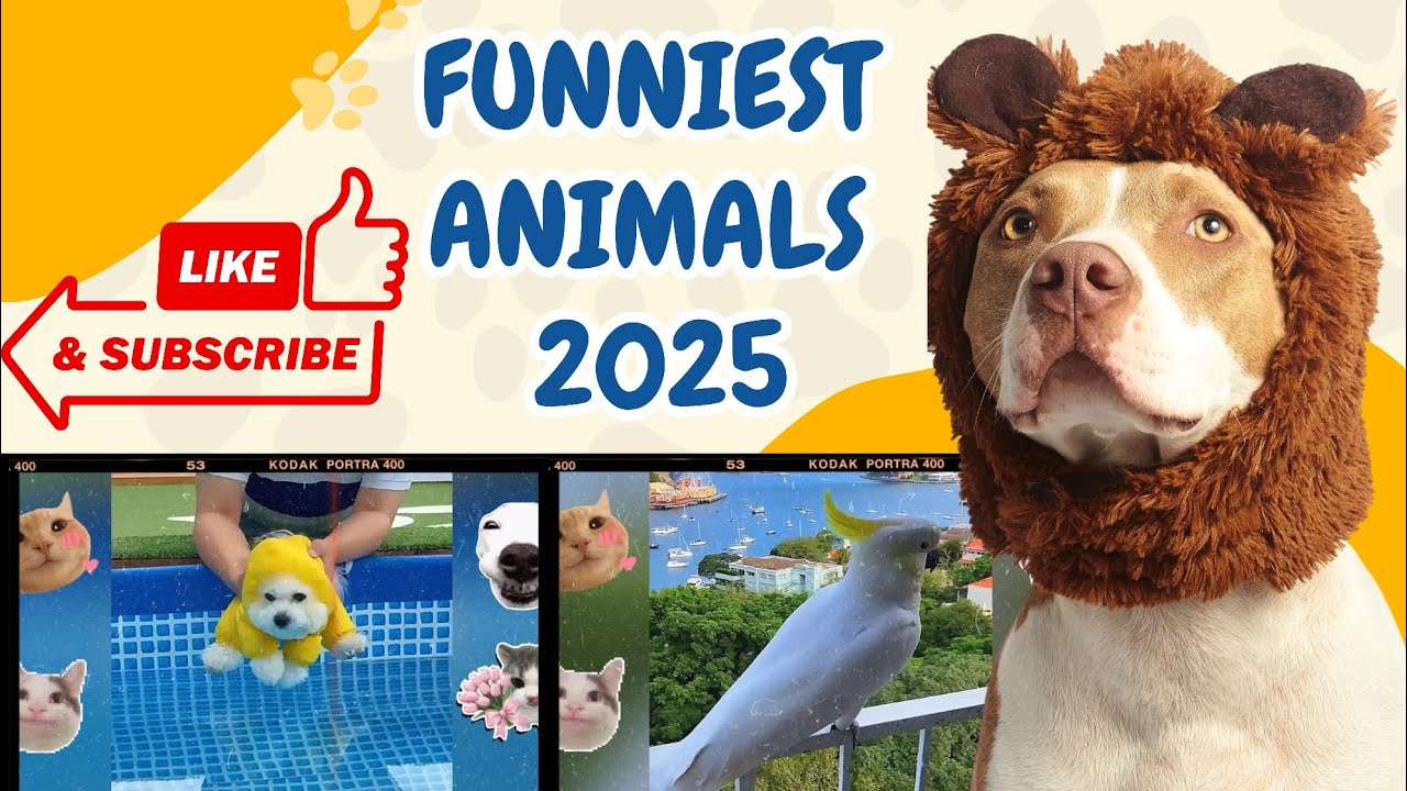 Funniest Animals 2025 😂 Best Funny Cats and Dogs 😻🐶 Part 1 | Cute Baby Dogs and cats