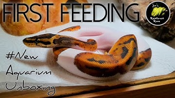 Feeding My Baby Ball Python For The First Time