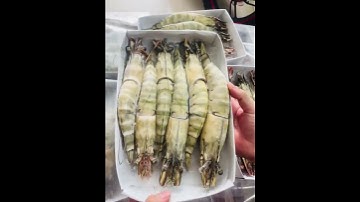 Tôm sú mẹ khổng lồ về hàng | MINOS .COM.VN #minos #hảisảnminos #seafood #minos