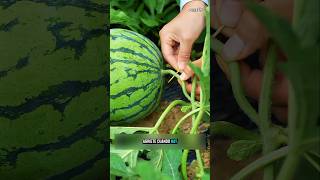 diferentes técnicas de cultivos #videoviral