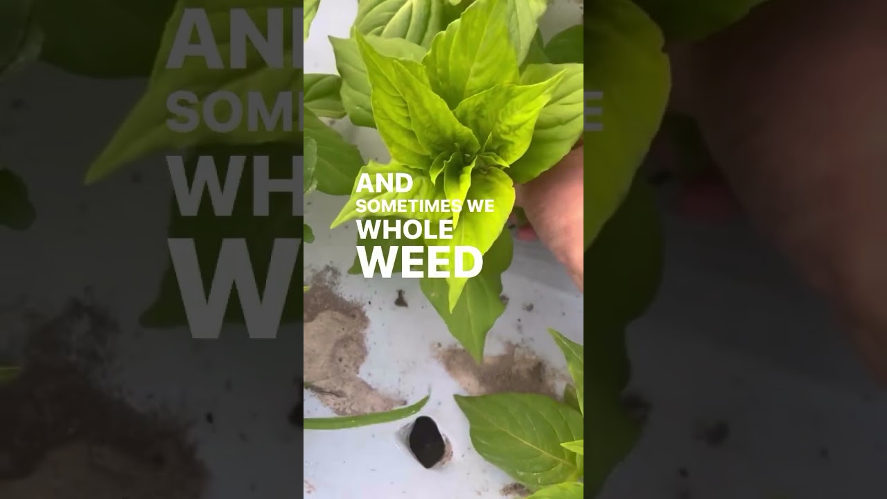 Today on the show: Weed Prevention! Get inside my APP to watch: comment APP for link