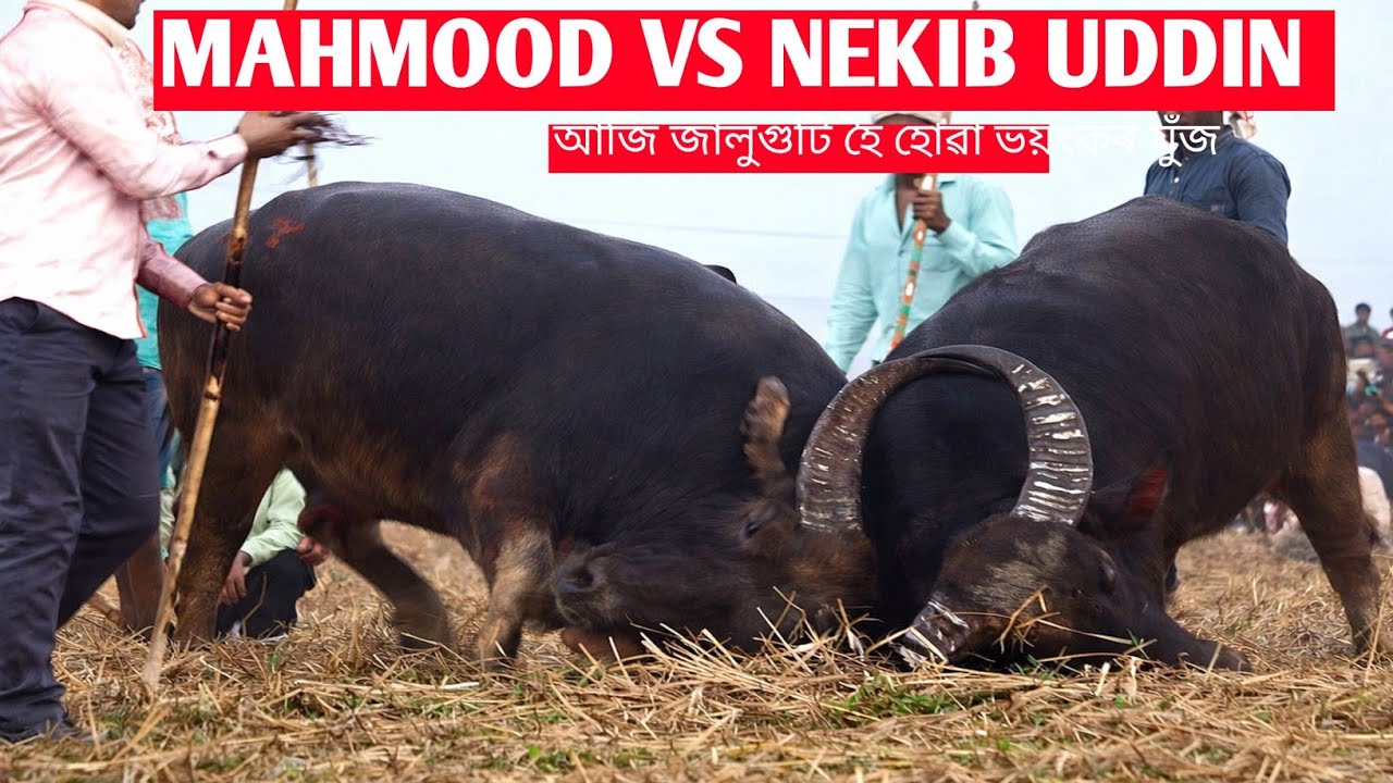 MAHMOOD VS NEKIBUR ALI এটা ভয়ংকৰ যুঁজ আজি জালুগুটি মহ যুঁজ || Assam Gaming Faruk 