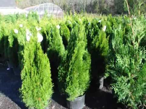 Arborviate Fertilization emerald green arborvitae, shallow roots