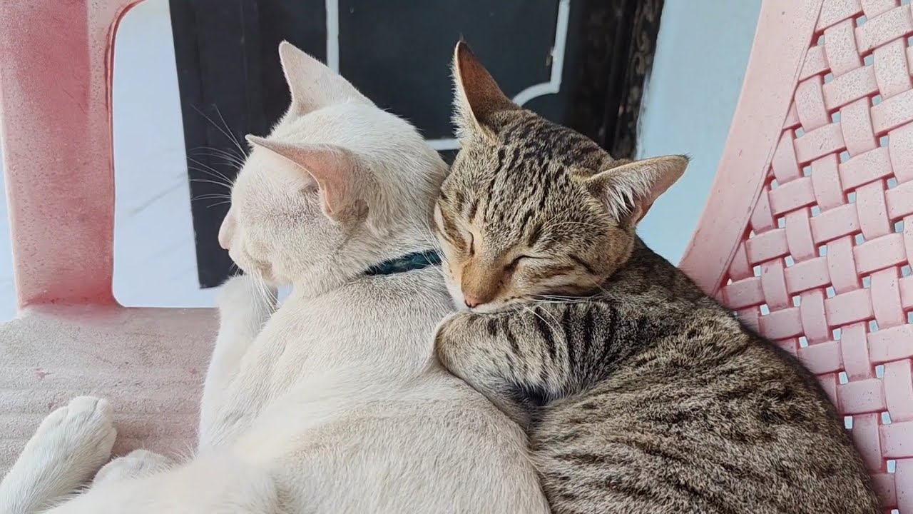 Aww cutie cats😻 | new cat video | cute cat video 