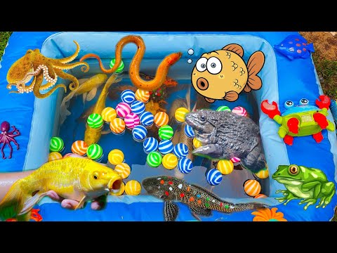 Video Thỏ Vlog Đi Bắt Cua Cùng Bạn Nhím, Thỏ Phát Hiện Thấy... - youtube
