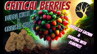 Trying Lost Oak Farms Critical Berries CBD Flower - Raising The Bar!