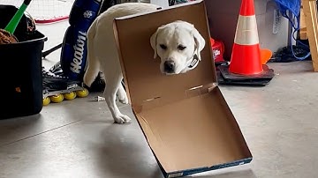 OMG! These Pet Fails are HILARIOUS! 🤣