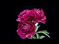 تو نه چنانی که منم شعر مولانا