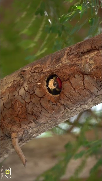 House keeping - Coppersmith Barbet