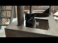 笑にゃんこ王国の猫紹介9