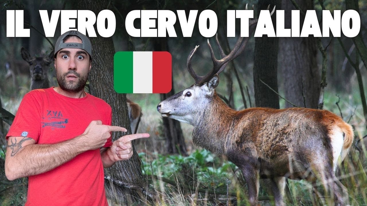 Il CERVO ITALICO, il RE del Bosco della MESOLA - Viaggio nel Delta del Po Prima Parte