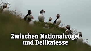 Papageientaucher auf Island | SPIEGEL TV für ARTE Re: