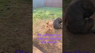 Plz yall share this video or help find him a home 🏡