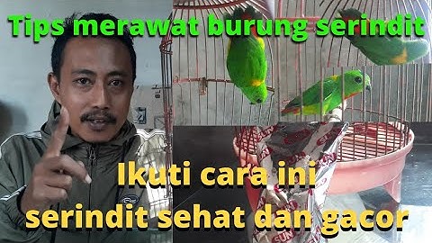 Tips Merawat Burung Serindit Baru Dapat Dari Hasil Mikat