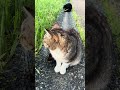 座っている靴下猫と後ろで毛繕いをしている黒猫😸🐈#shorts