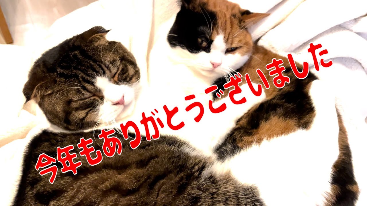 親子猫】今年も本当にありがとうございました！仲良しすぎる親子猫
