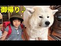 お出迎え♪秋田犬そうすけの巻【VLOG】