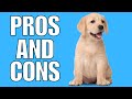 Labrador Retriever Pros And Cons || The Good AND The Bad!! の動画、YouTube動画。