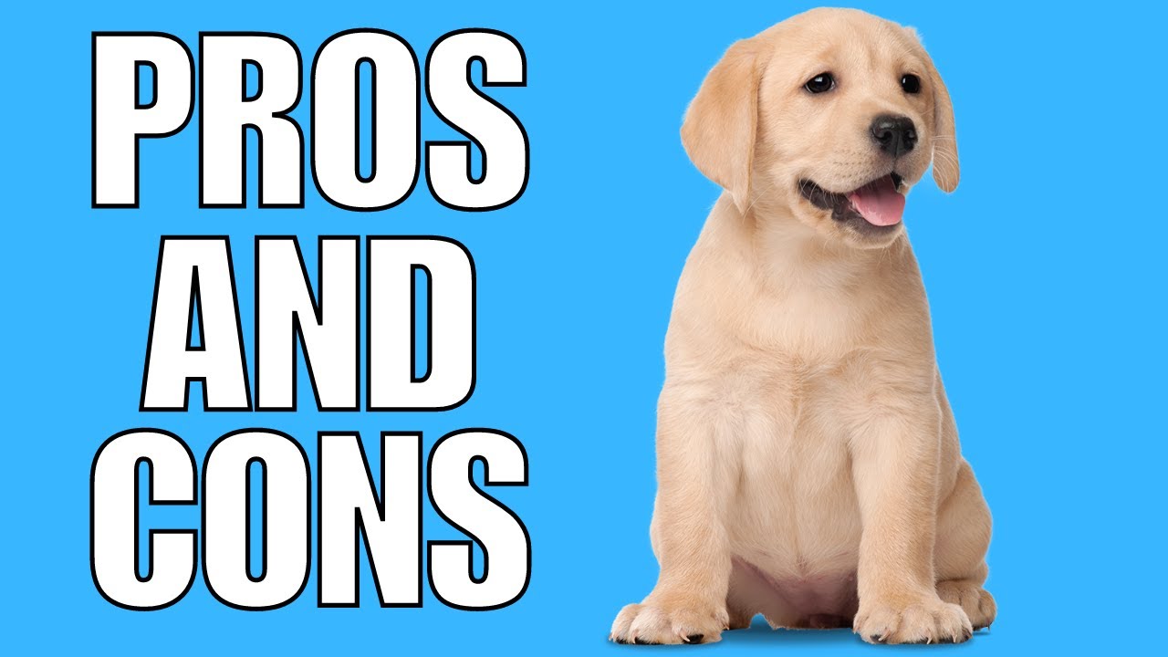 Labrador Retriever Pros And Cons | Should You Really Get A Labrador Retriever?