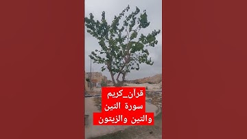 #قرآن_كريم#سورة_التين#بصوت_الشيخ_ماهر_المعيقلي#قران_كريم#quran#Quran