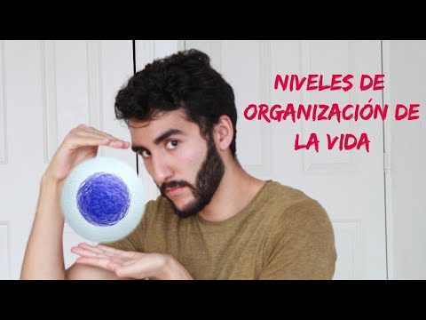 Video: ¿Cuál es el nivel de organización de la vida?