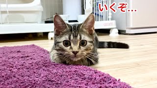 夜中に不安になり部屋中を走り回って飼い主を困らせてしまった子猫w