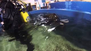 Deep Sea World Shark Diving 17 10 2014 20