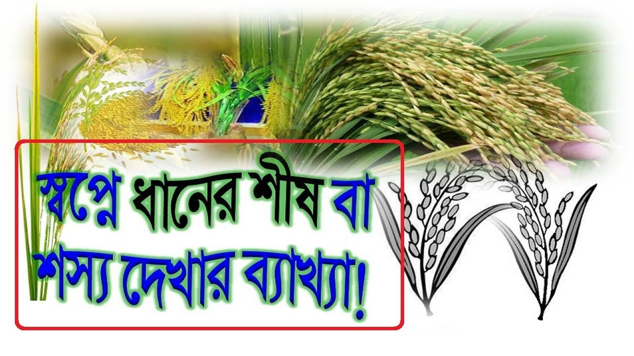 স্বপ্নে ধানের শীষ শস্য দেখিলে তার ব্যাখ্যা জানুন Dream Explanation