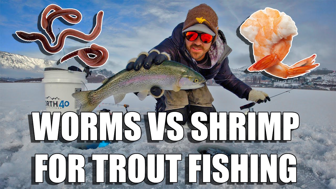 Trout Fishing: Shrimp vs Worms