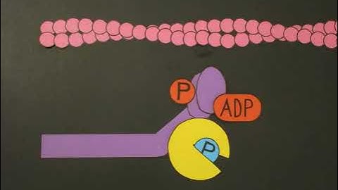 Smooth Muscle Contraction