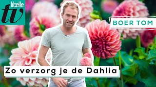 Tips Voor Het Verzorgen Van De Dahlia - Libelle Boer Tom