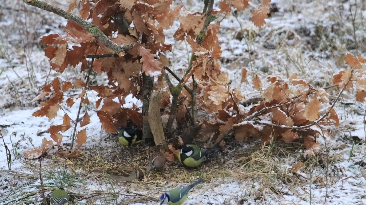 na kŕmidle počas sneženia 4