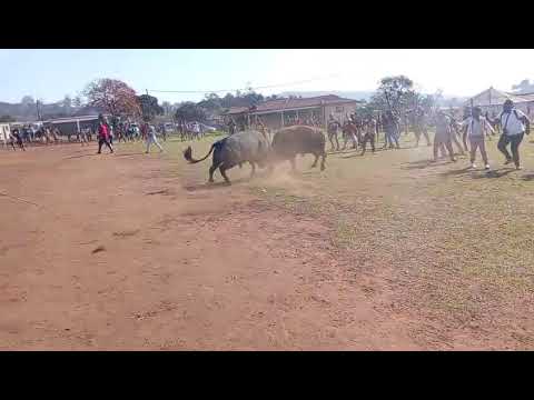 Phepha vs Msholozi #umdlalowezinkunzi